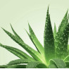 MIXGLISS Gel de massage Nuru Mixgliss Aloe Vera 250ml